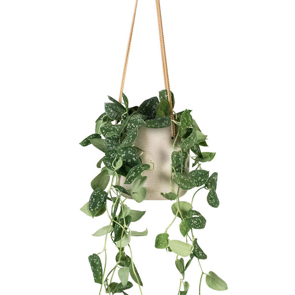 Epipremnum pictum Argyraeus - Satin Pothos