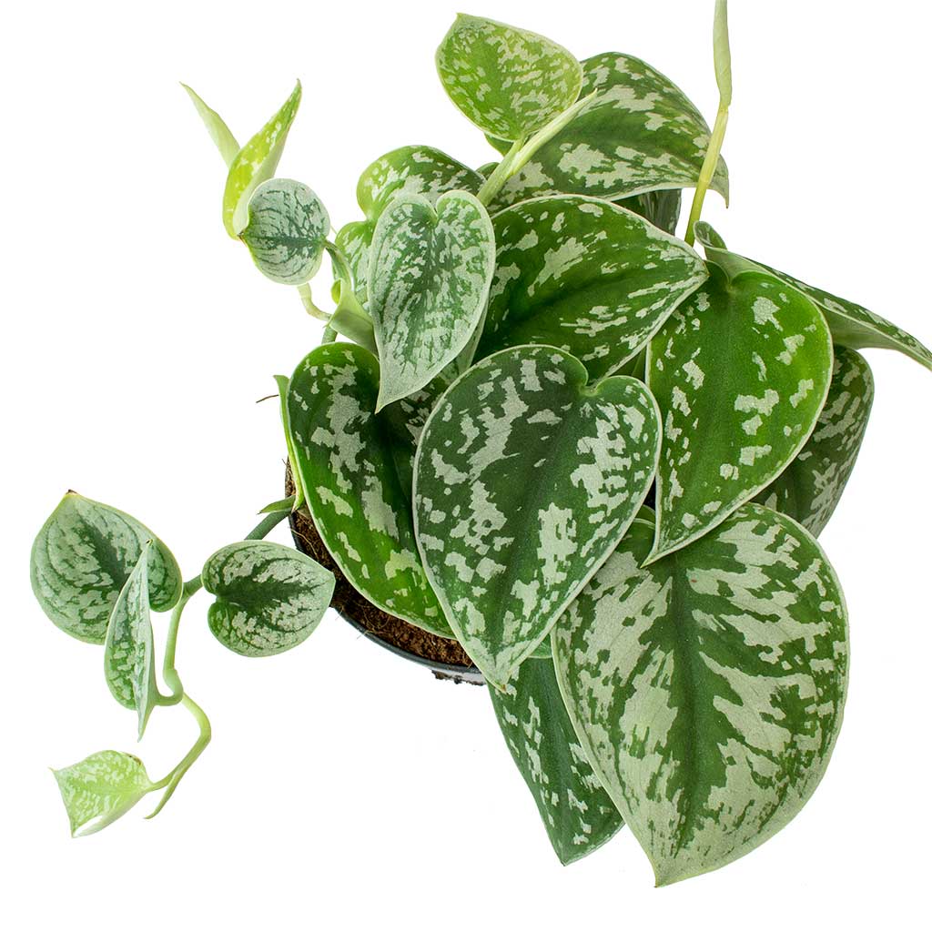 Epipremnum pictum Argyraeus - Satin Pothos Leaves