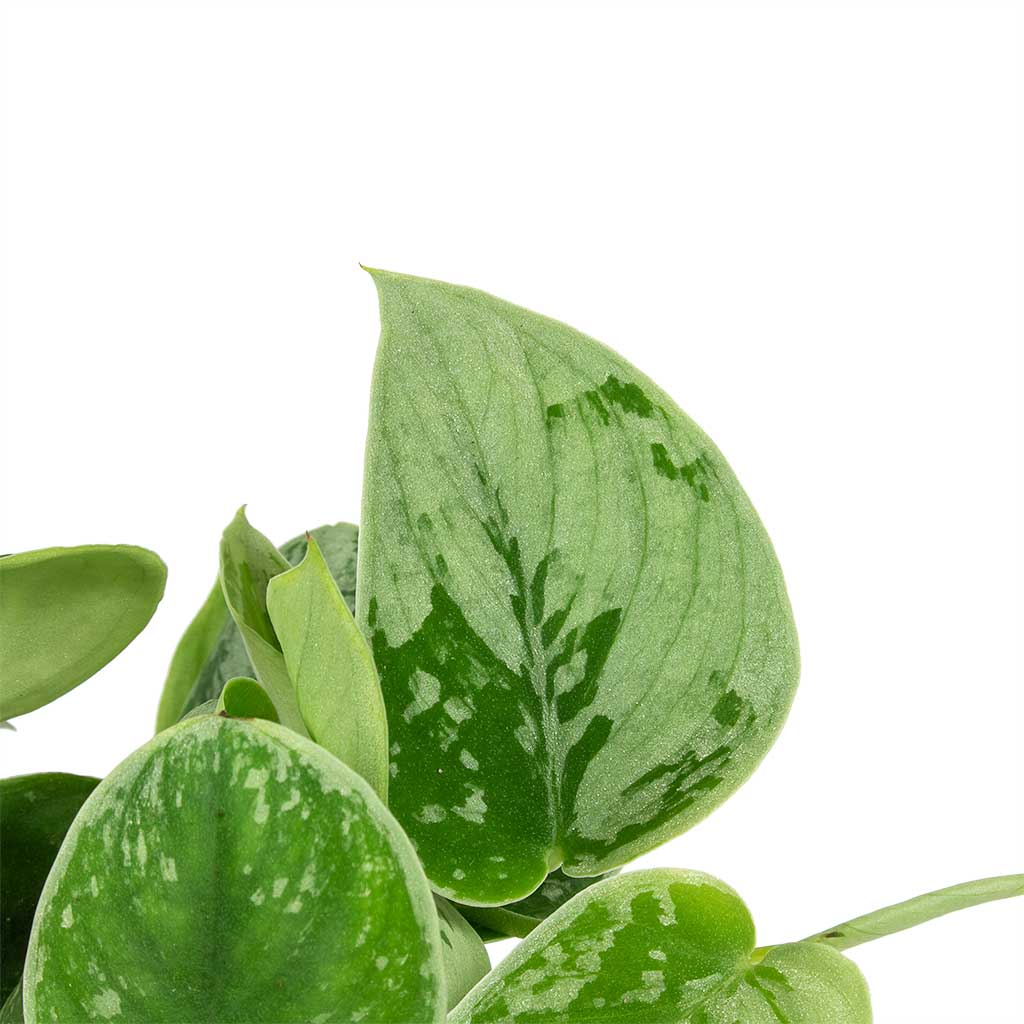 Epipremnum pictum Silvery Ann - Satin Pothos Leaves