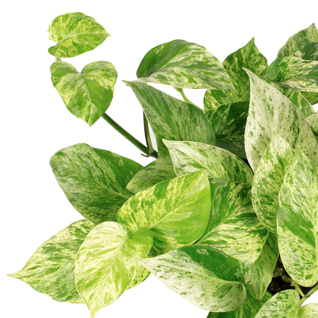 Epipremnum aureum - Marble Queen Pothos & Charlie Plant Pot - Grey Washed