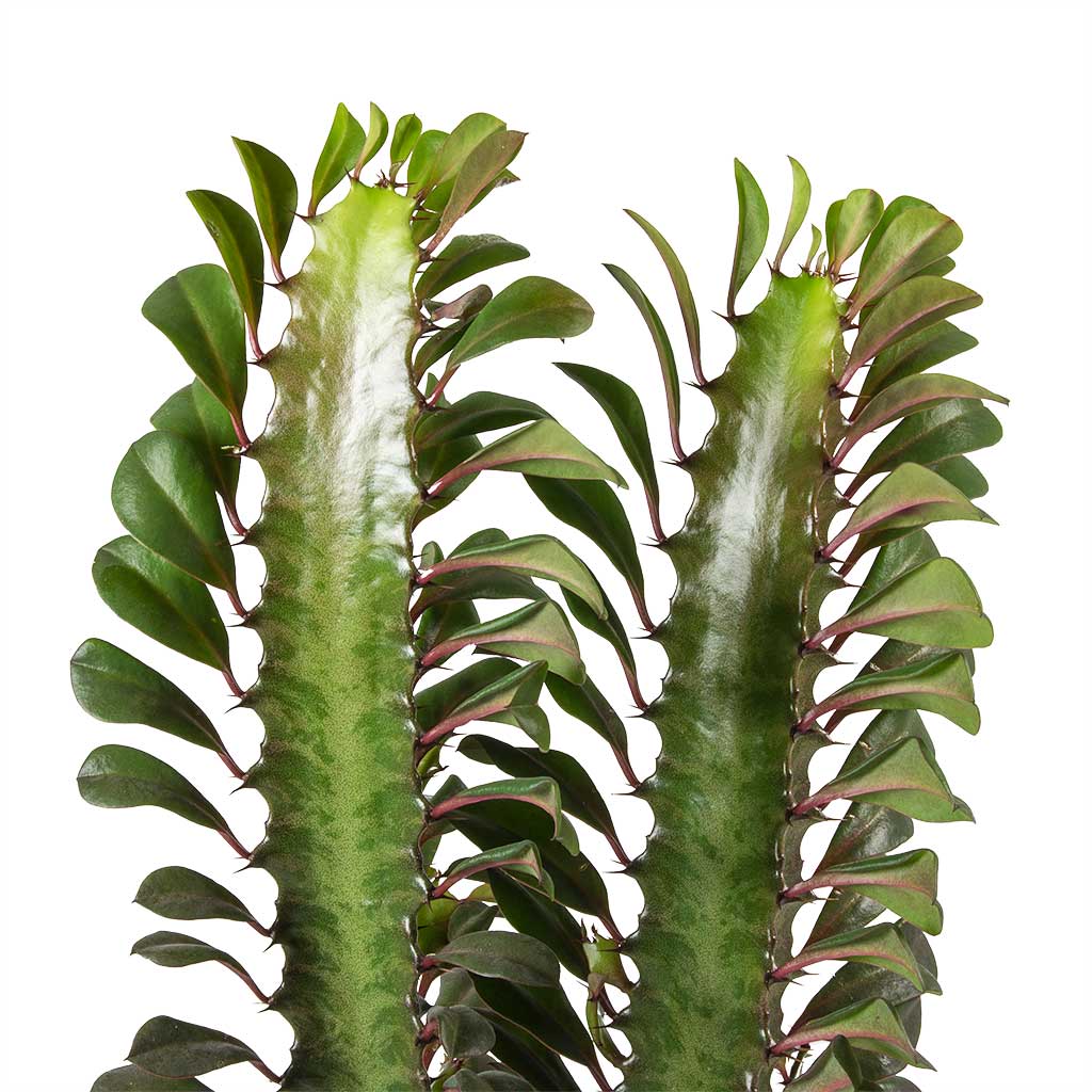 Euphorbia trigona rubra - African Milk Tree Stems