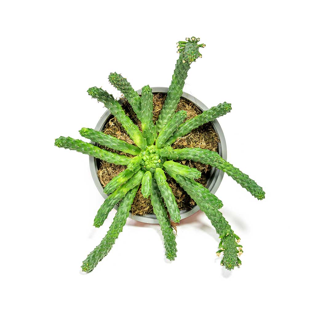Euphorbia flanaganii medusa Plant & Karlijn Camel Plant Pot