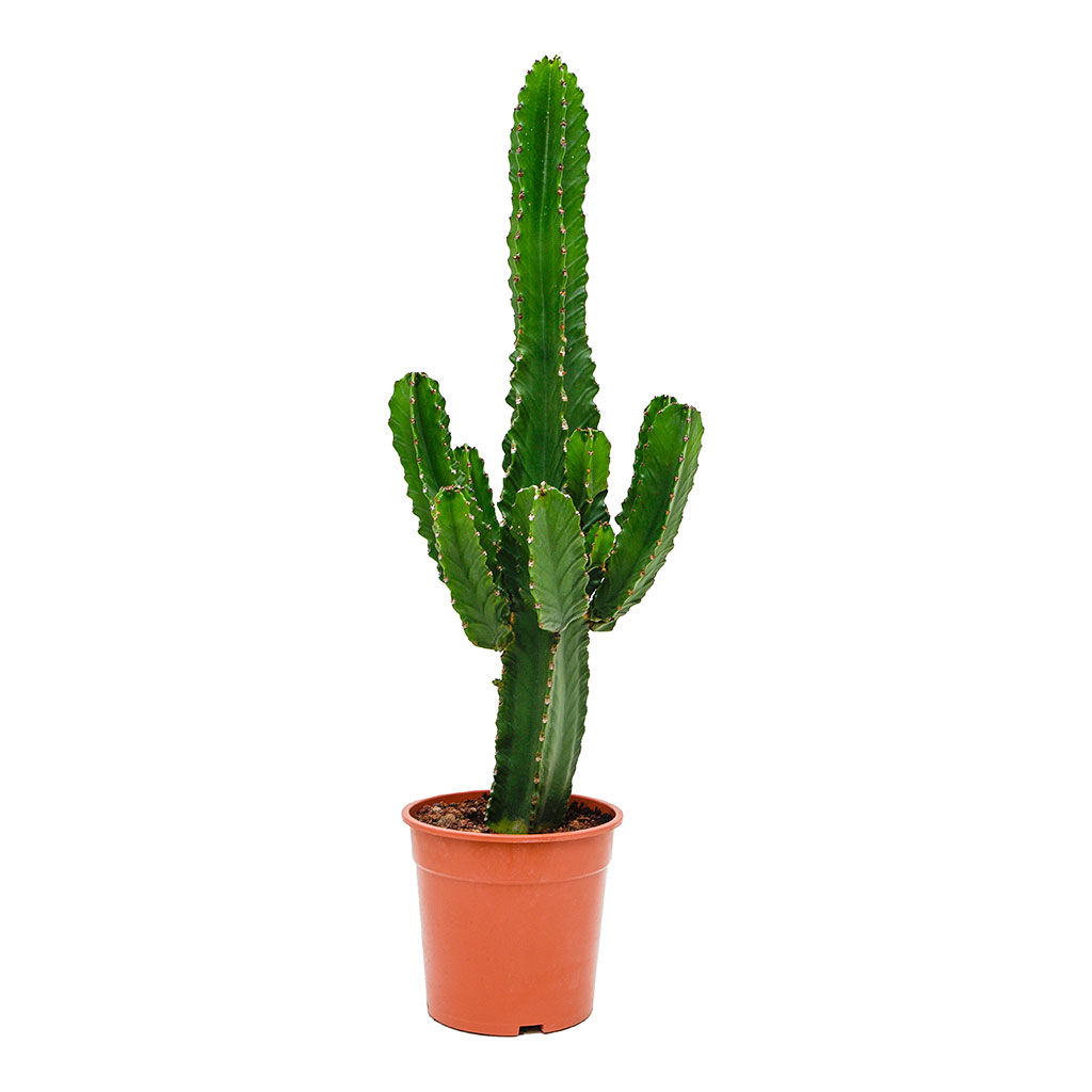 Euphorbia ingens Candelabra Tree