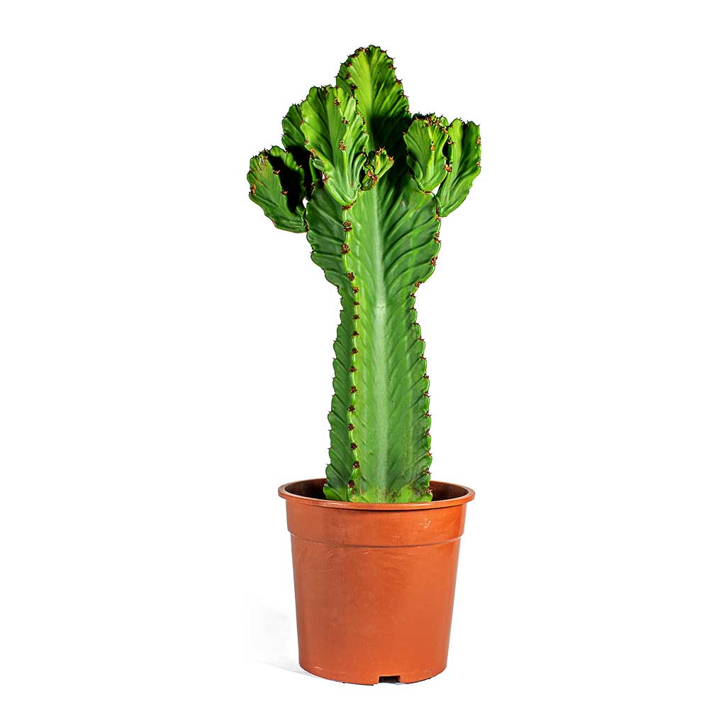 Euphorbia ingens Candelabra Tree