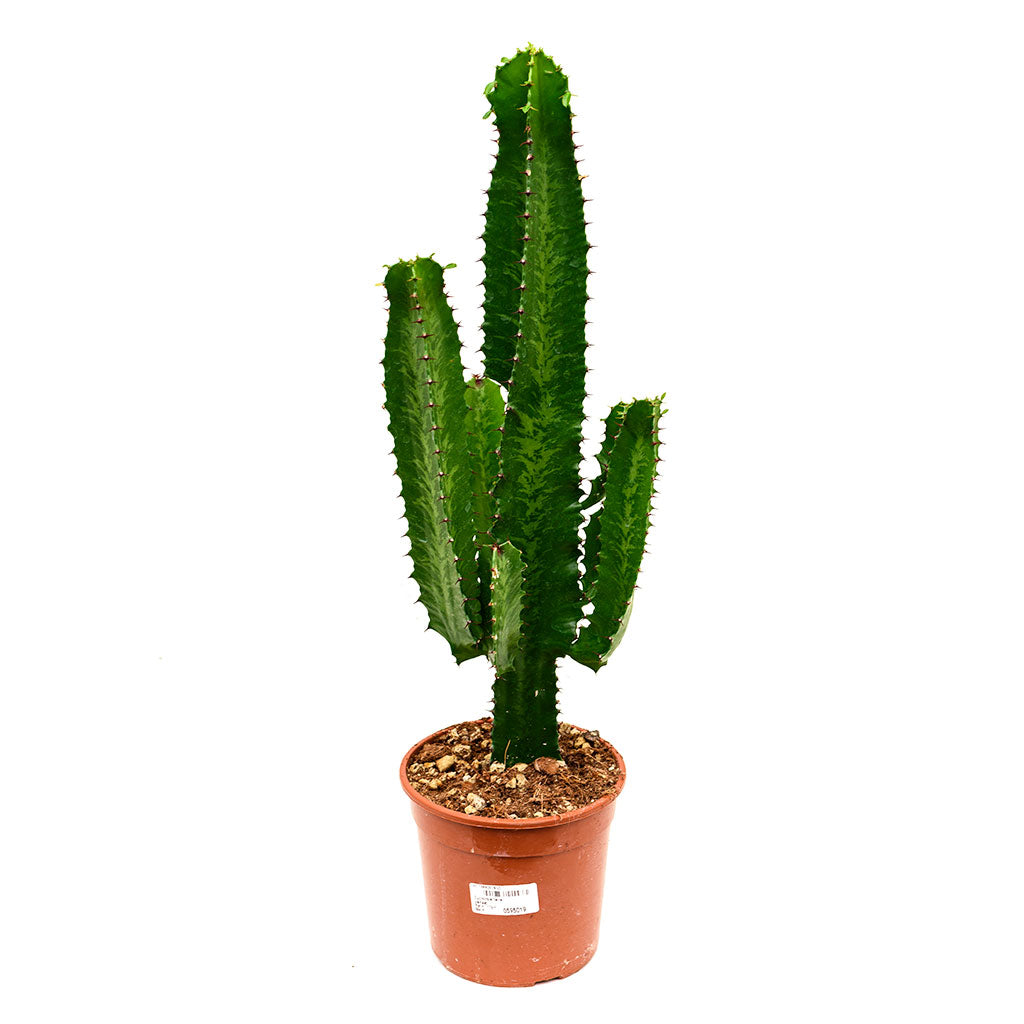 Euphorbia tetra 55cm