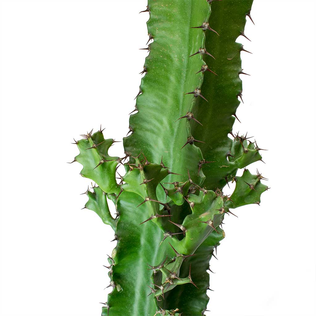 Euphorbia tetra 55cm