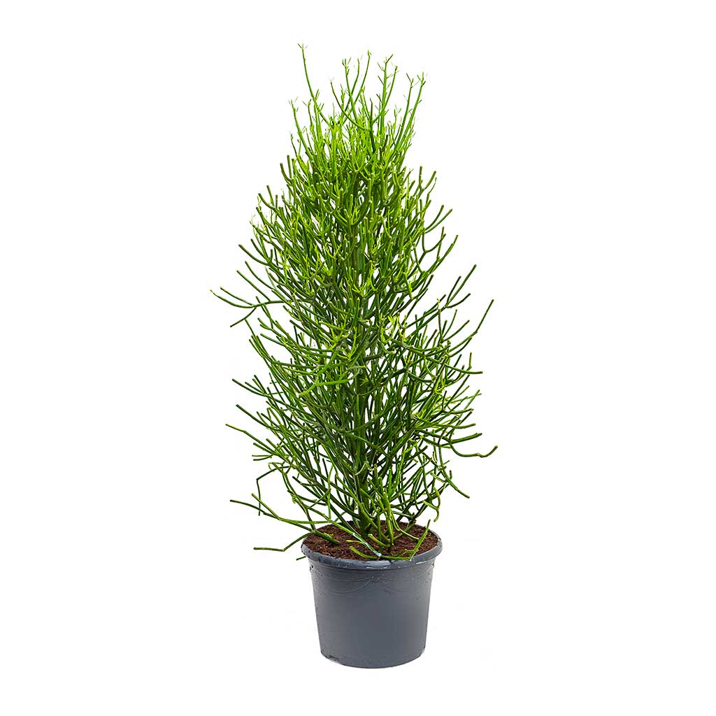Euphorbia tirucalli - Pencil Cactus Extra Large