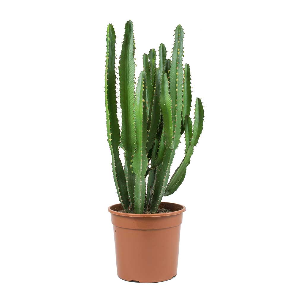 Euphorbia triangularis