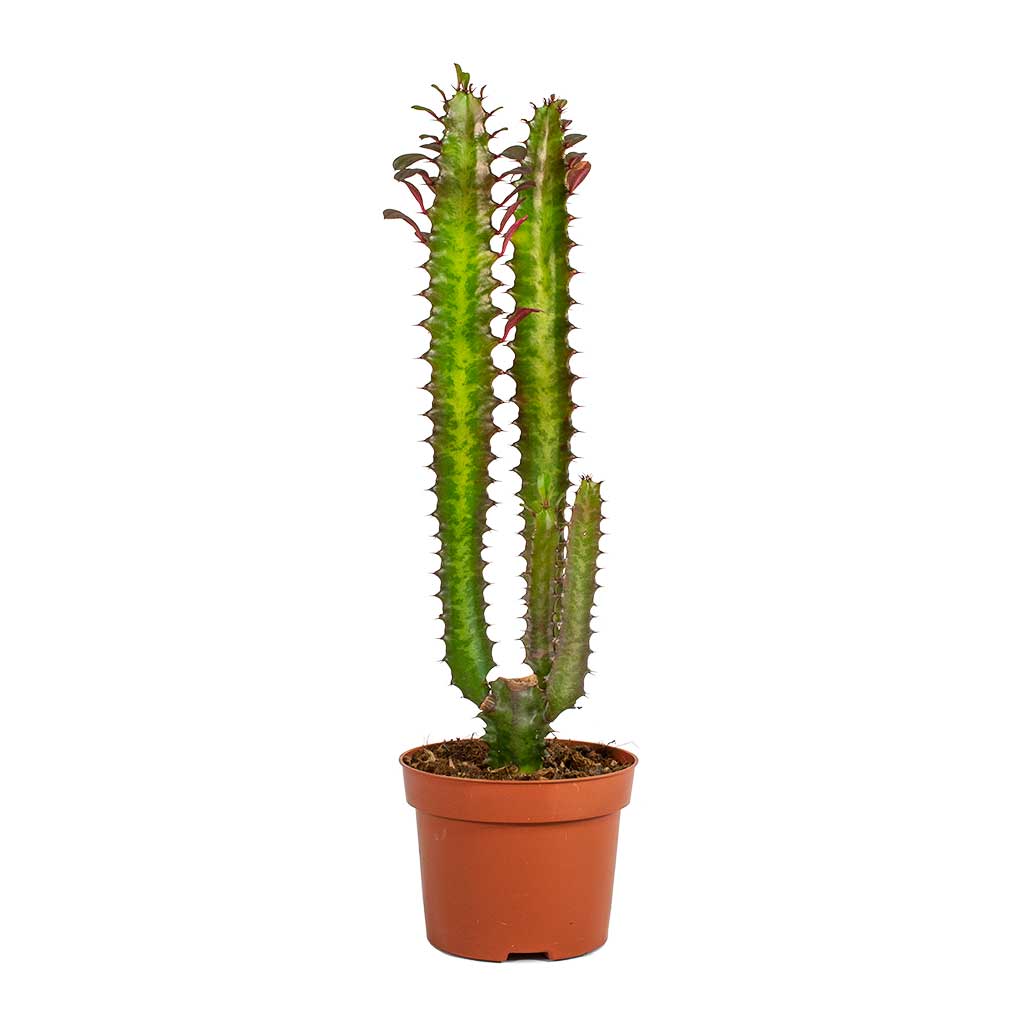 Euphorbia trigona rubra African Milk Tree No Leaves