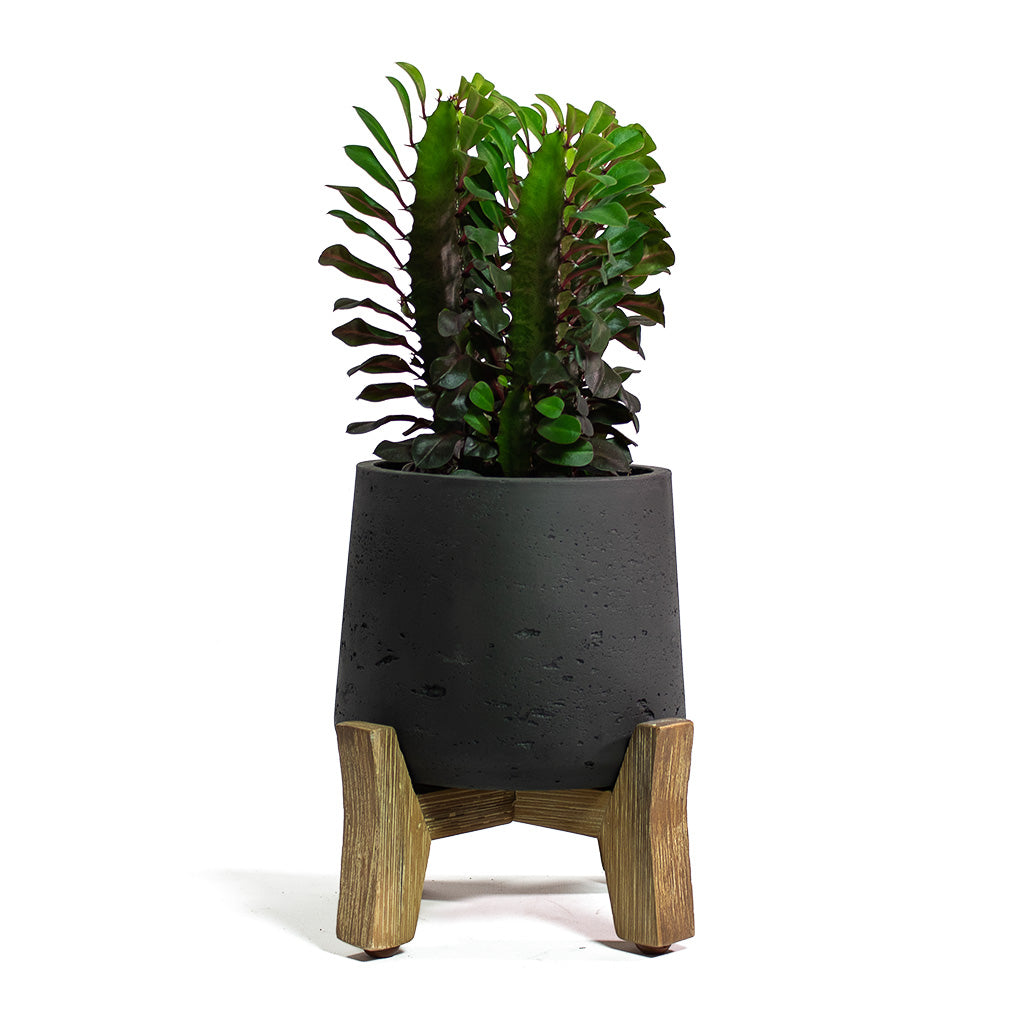 Euphorbia trigona rubra African Milk Tree with Patt Plant Pot Low Stand Black Washed