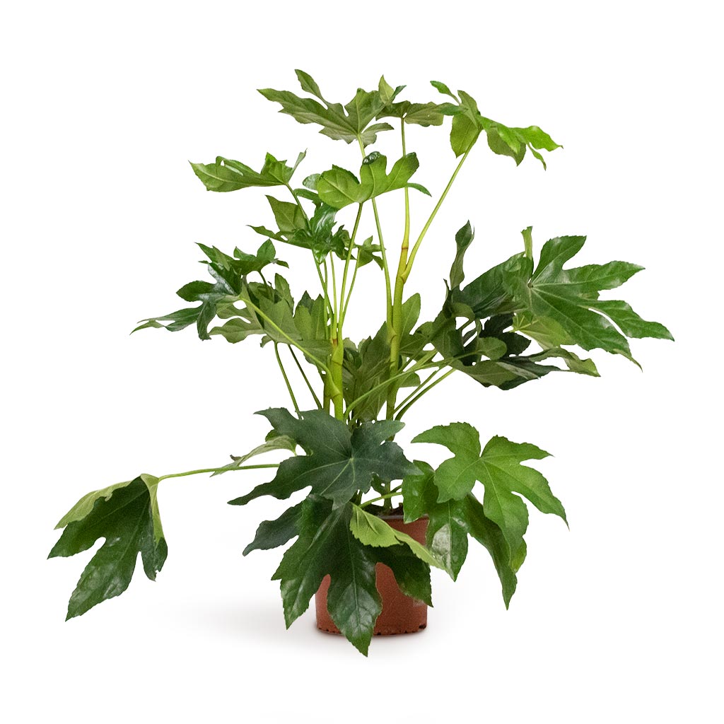 Fatsia japonica - Japanese Aralia