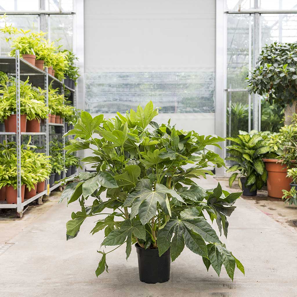 Fatsia japonica Japanese Aralia Large