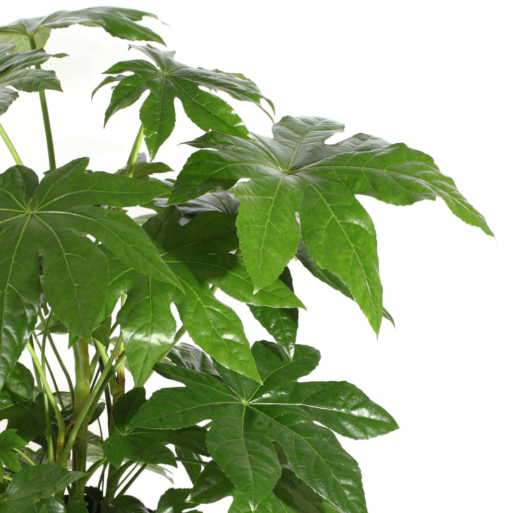 Fatsia japonica - Japanese Aralia & Low Harley Plant Pot - Ridged White Stripe