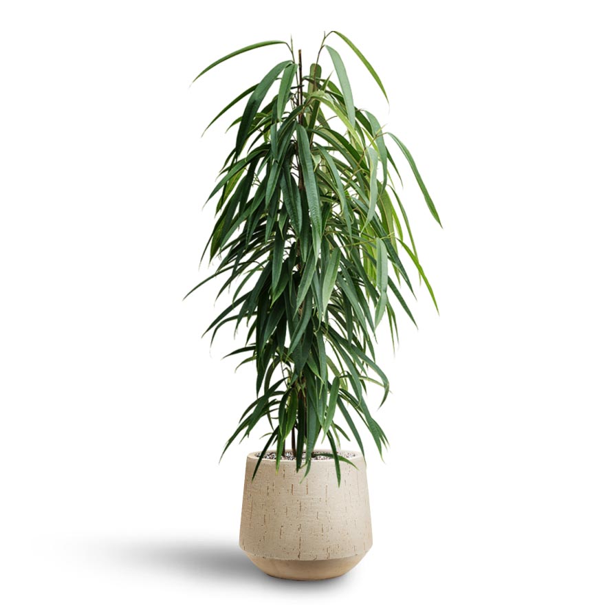 Ficus Alii - Hydroculture & Raindrop Tube Round Planter - Stone