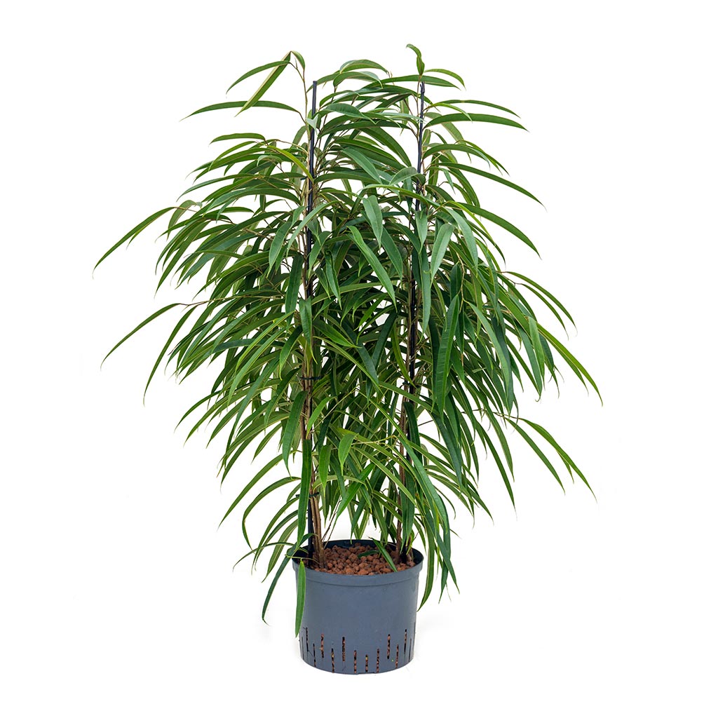 Ficus Alii - Hydroculture - 25/19 x 110cm