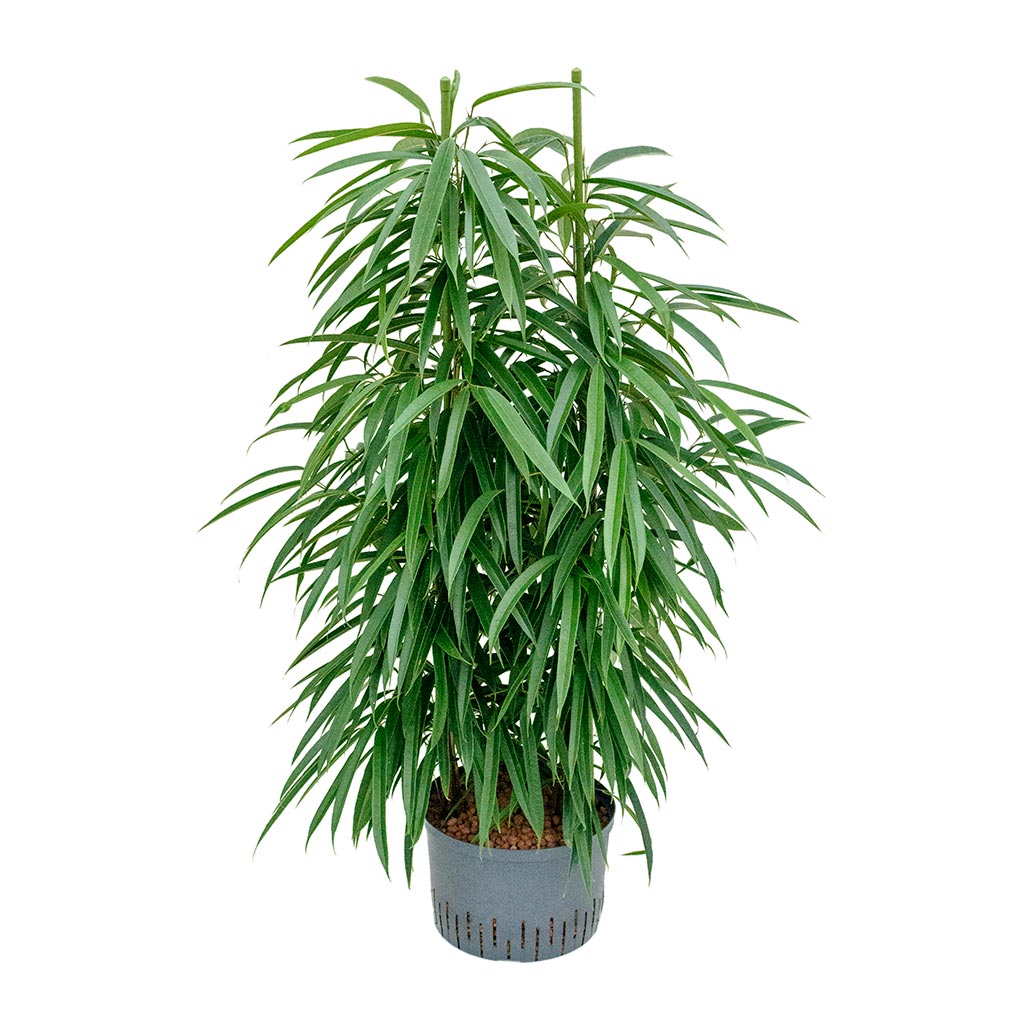 Ficus Alii - Hydroculture - 28/19 x 120cm