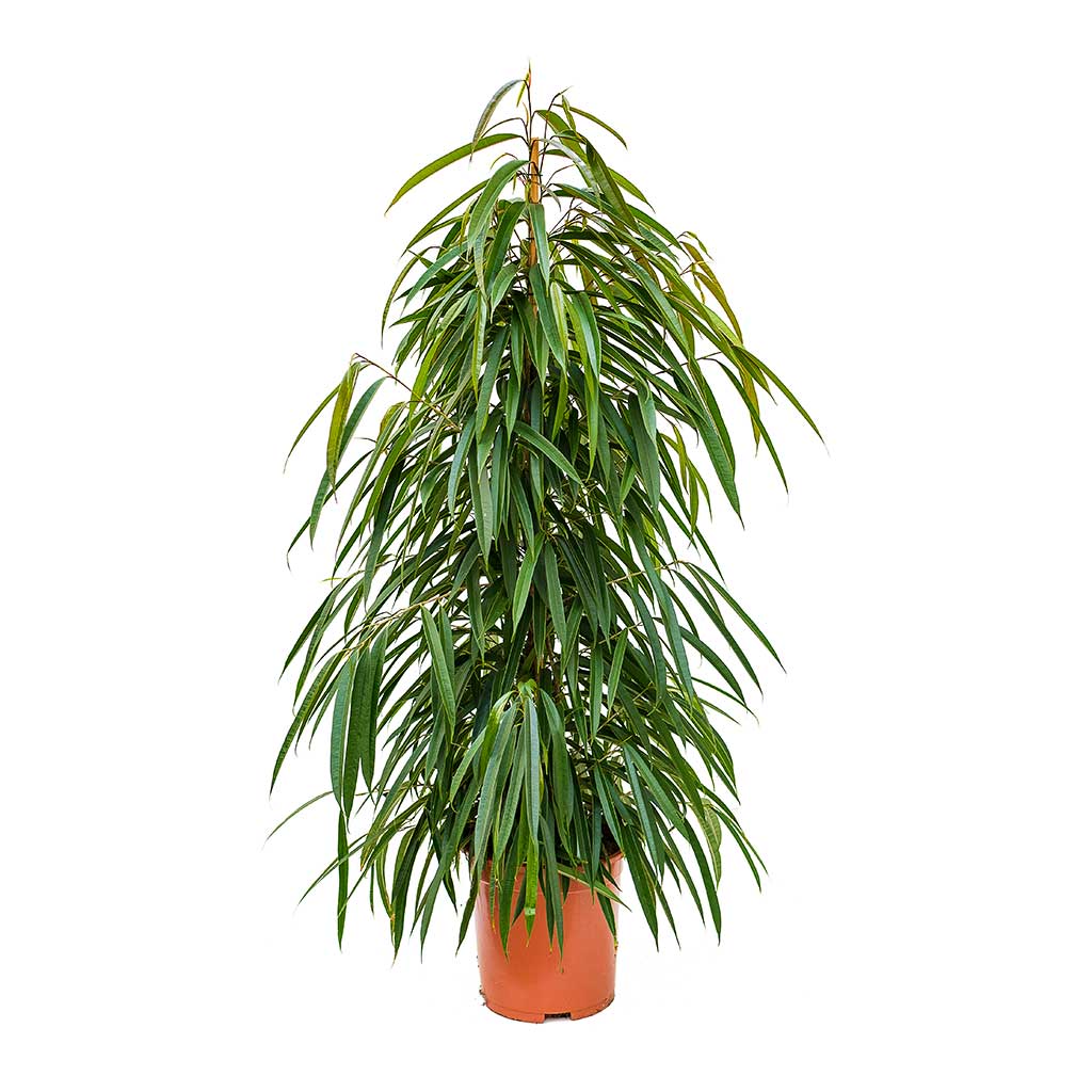 Ficus Alii - Long Leafed Fig - Large