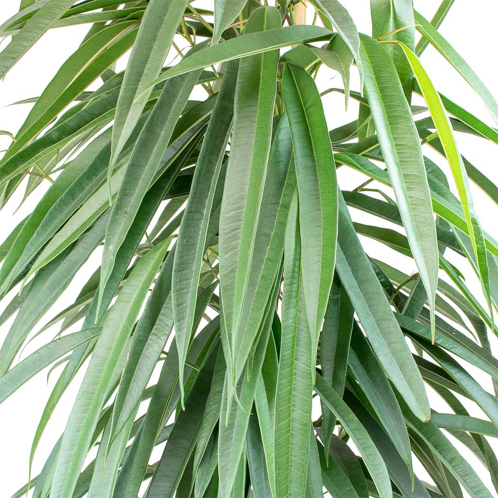 Ficus Alii Long Leafed Fig Leaves