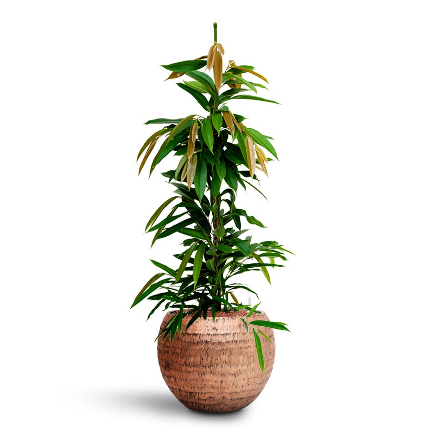 Ficus Amstel King - Hydroculture & Opus Gold