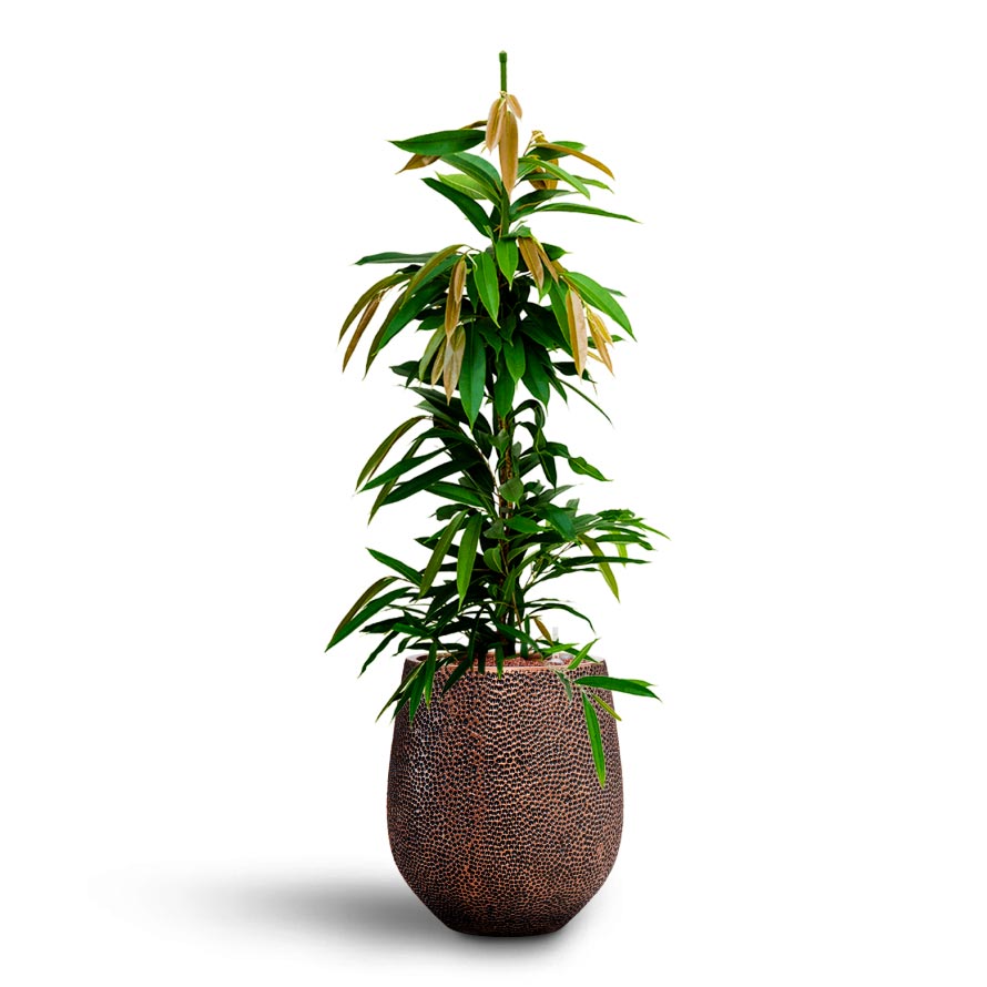 Opus Hit Darcy Planter - Gold & Amstel King