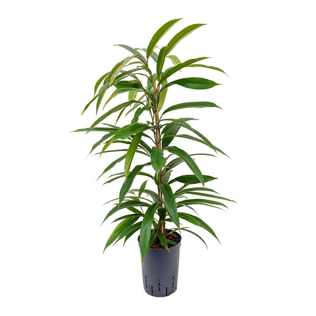 Ficus Amstel King - Hydroculture - 15/19 x 90cm
