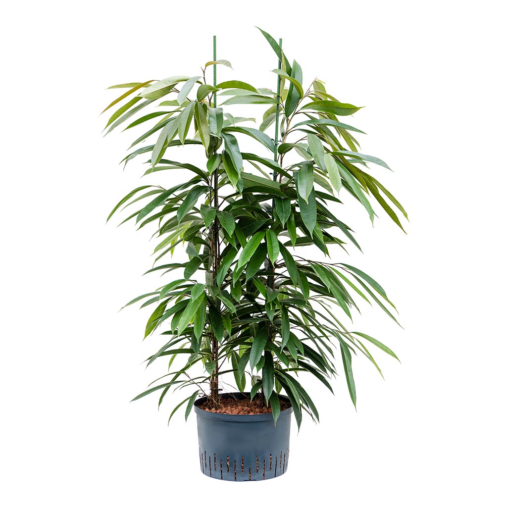 Ficus Amstel King - Hydroculture - 28/19 x 125cm