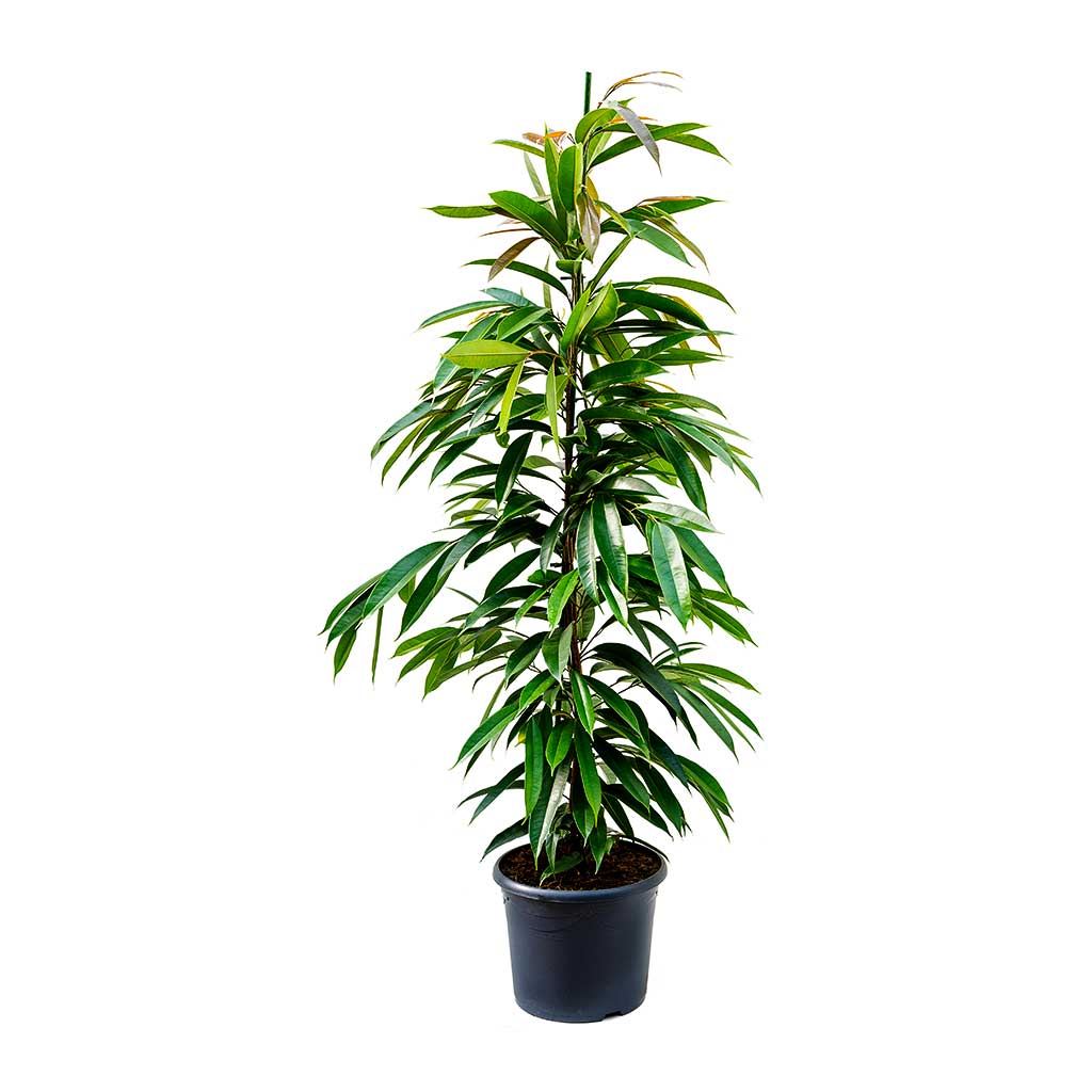 Ficus Amstel King - Narrow Leafed Fig