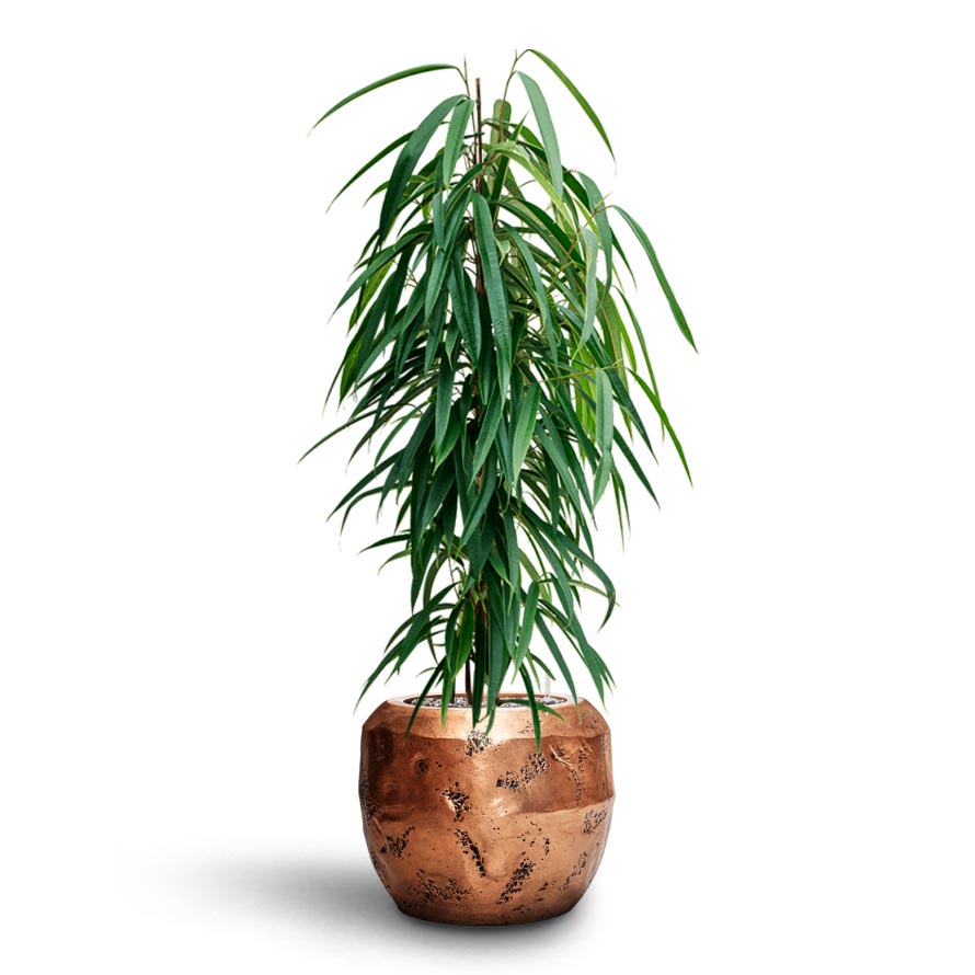 Ficus Binnendijkii Alii - Hydroculture & Opus Raw Couple Planter - Gold