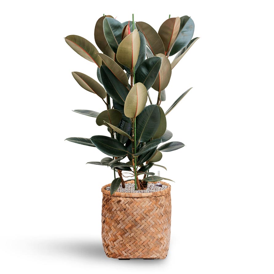 Ficus Elastica Abidjan - Hydroculture & Zayn Bamboo Planter