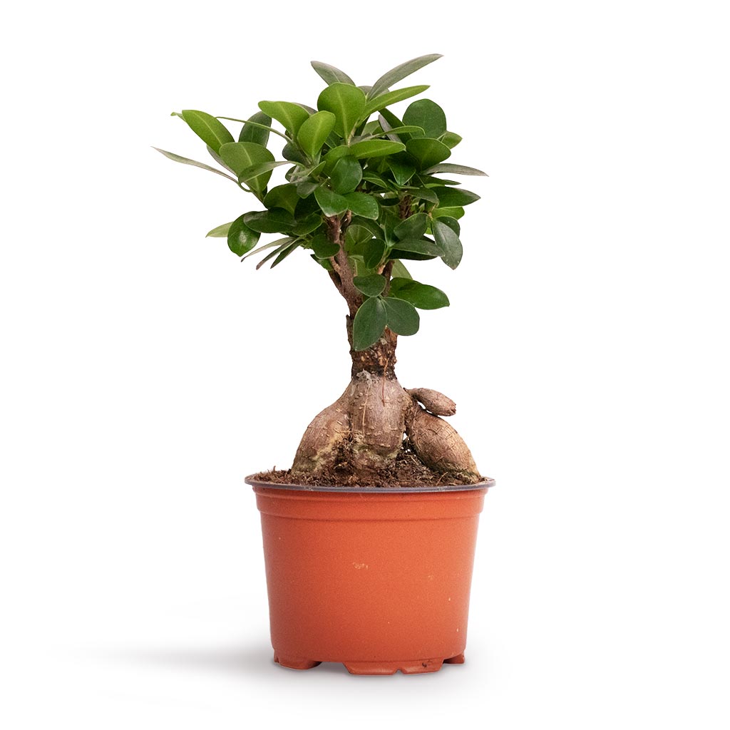 Ficus Ginseng - Indian Laurel