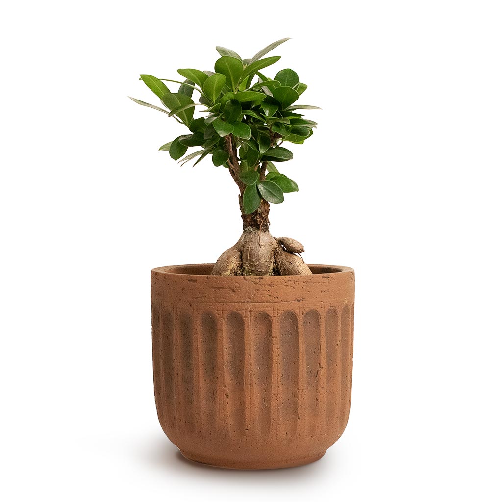 Ficus Ginseng Indian Laurel 12x30cm Duncan Plant Pot Rust 17x16cm