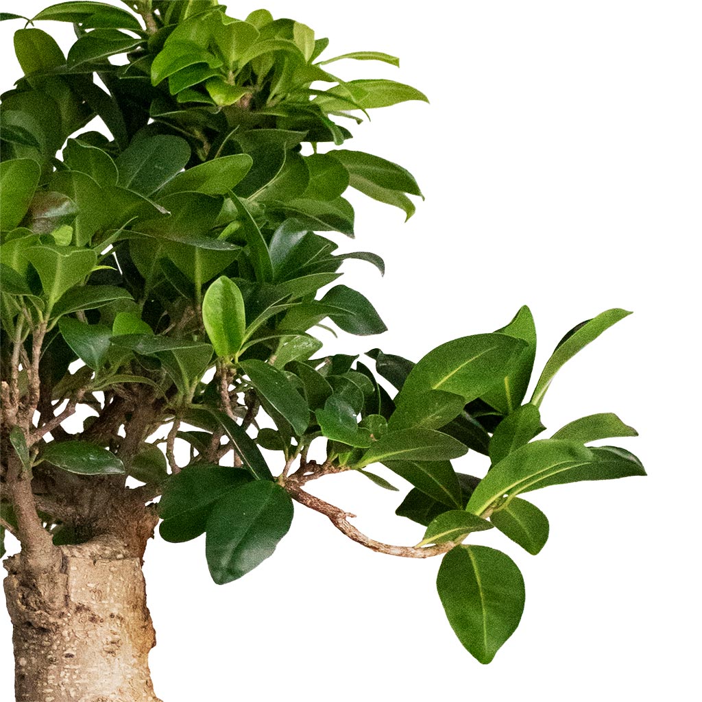 Ficus Ginseng Indian Laurel - 17x40cm In Luxe Lite Waterfall Globe Planter Bronze - 28x20cm