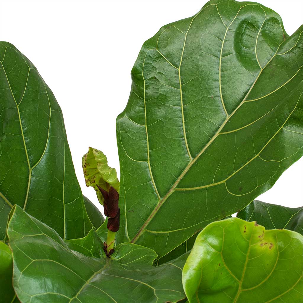 Ficus Lyrata New Leaves