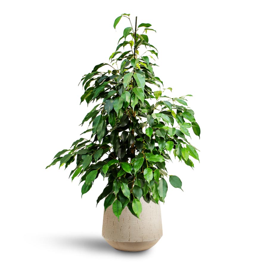 Ficus benjamina Danielle - Weeping Fig - Hydroculture Raindrop Tube Round Planter - Stone