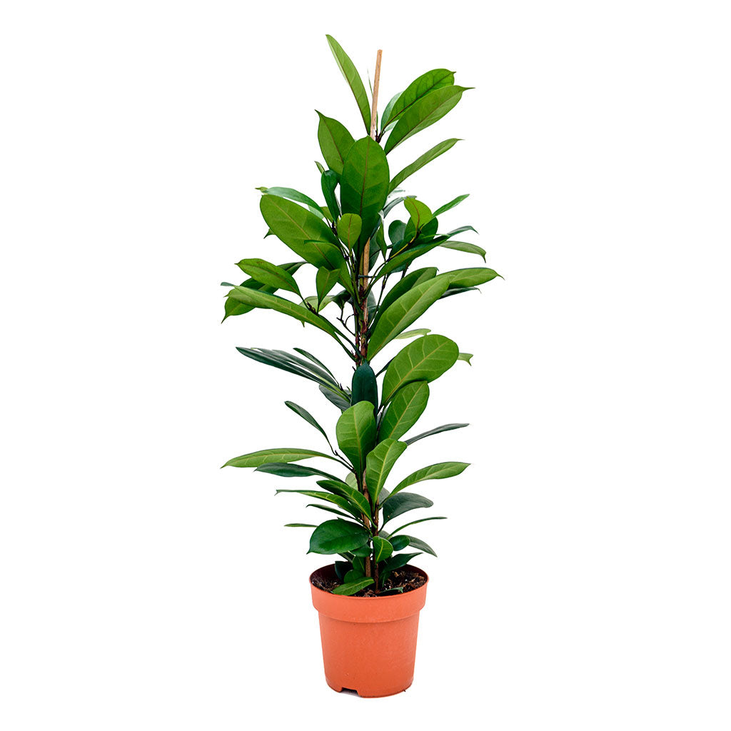 Ficus cyathistipula - African Fig 110cm