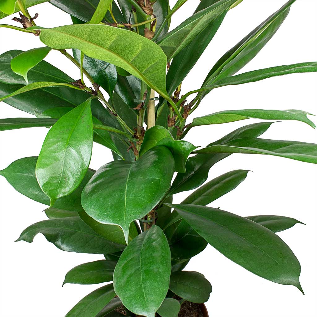 Ficus cyathistipula African Fig Leaves