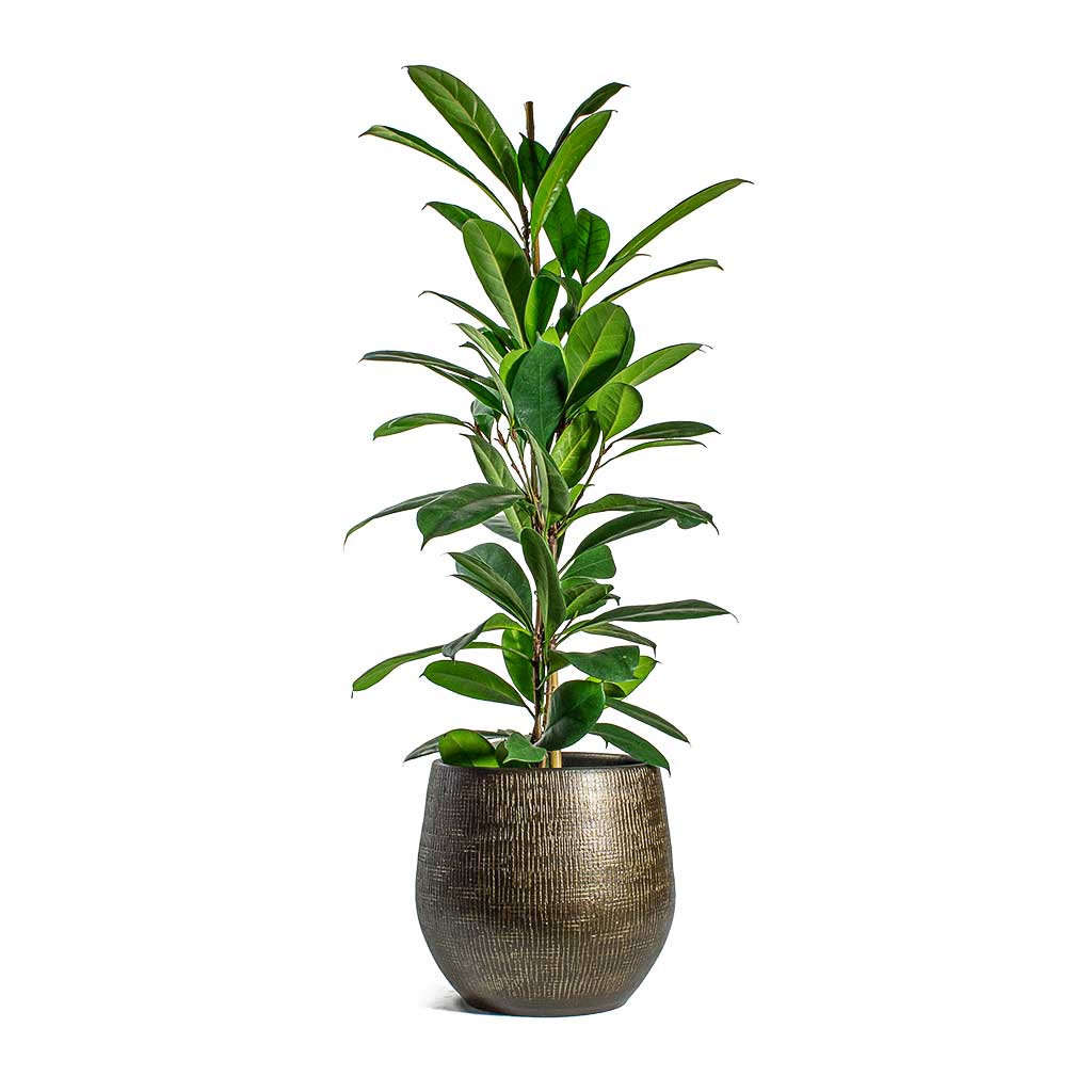 Ficus cyathistipula African Fig & Ryan Plant Pot - Shiny Gold