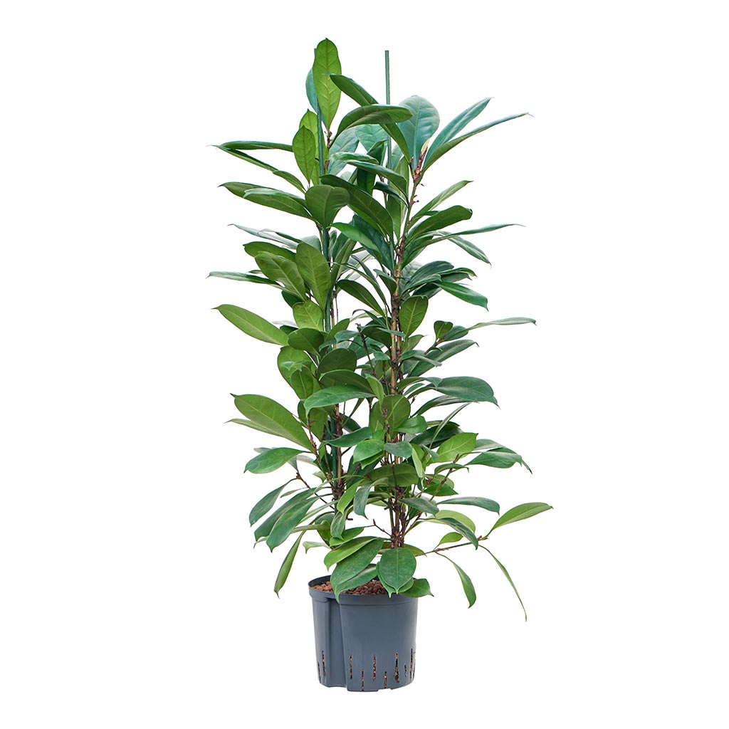 Ficus cyathistipula - African Fig - Hydroculture
