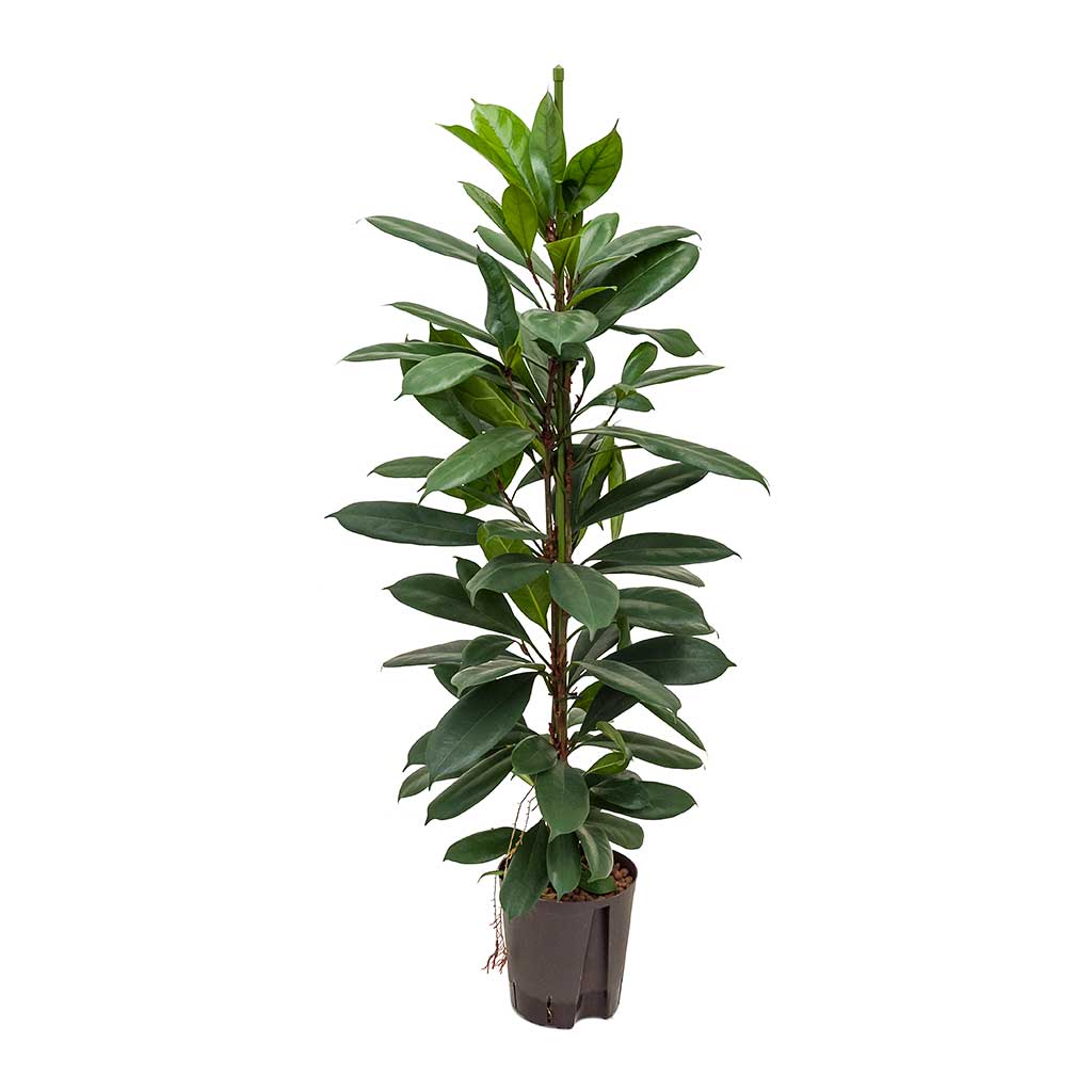 Ficus cyathistipula Hydroculture Indoor Plant