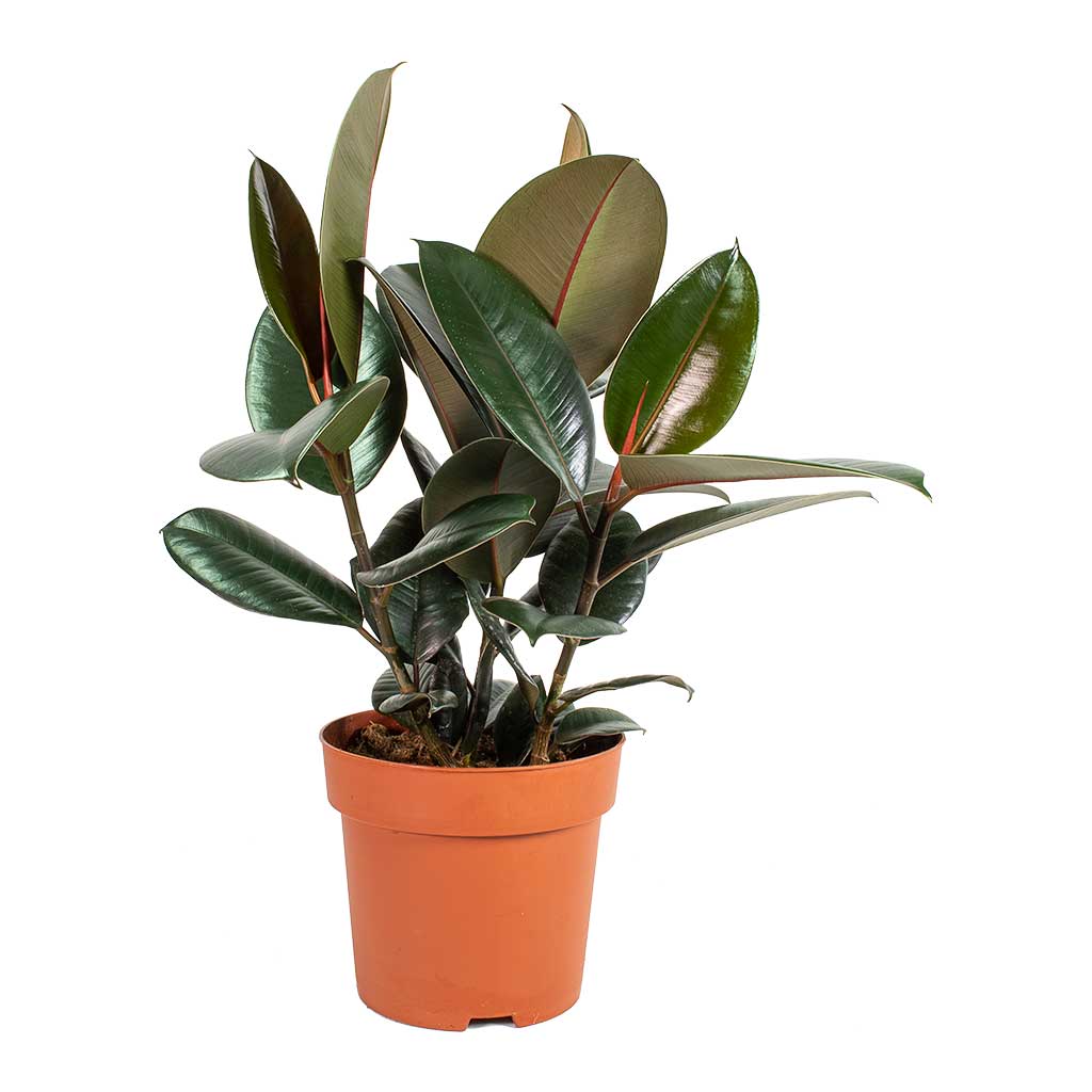 Ficus elastica Abidjan Rubber Plant - Medium