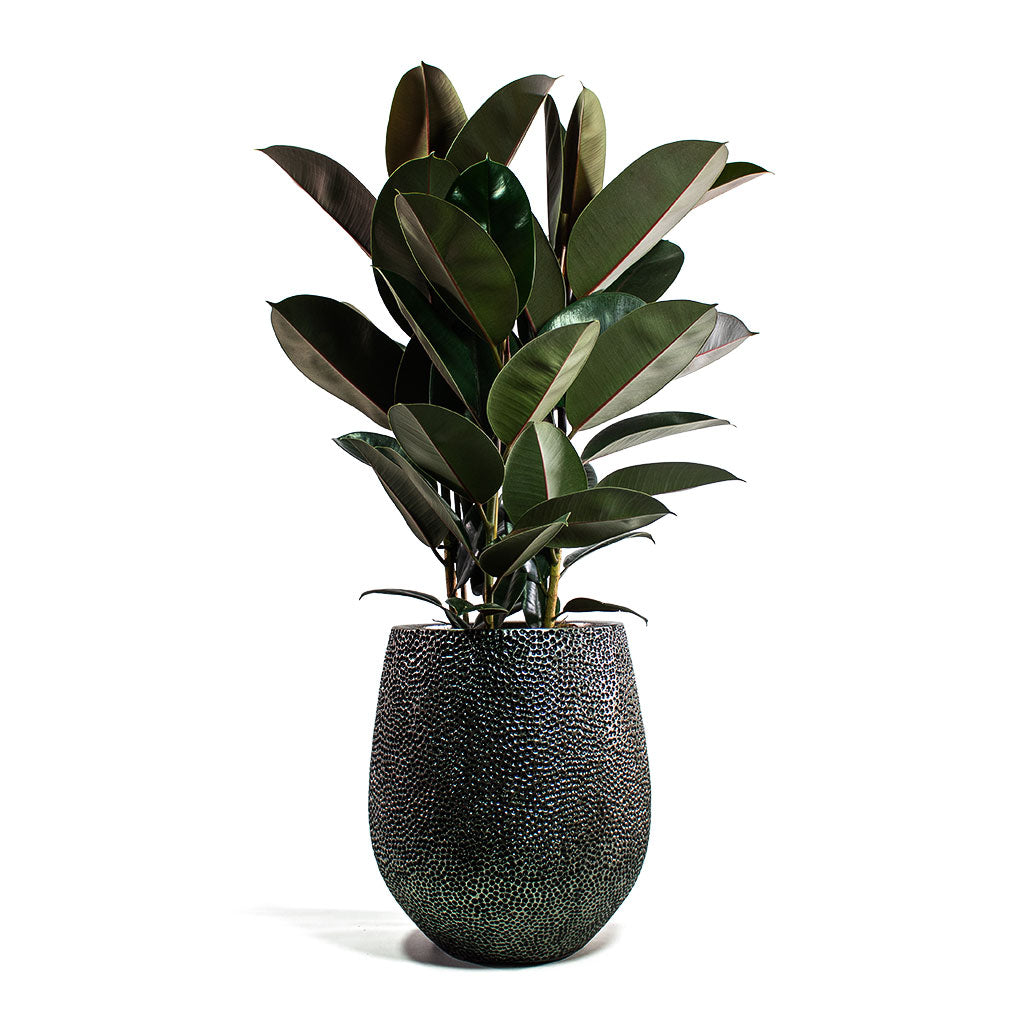 Ficus elastica Abidjan Rubber Plant with Opus Hit Darcy Planter Silver