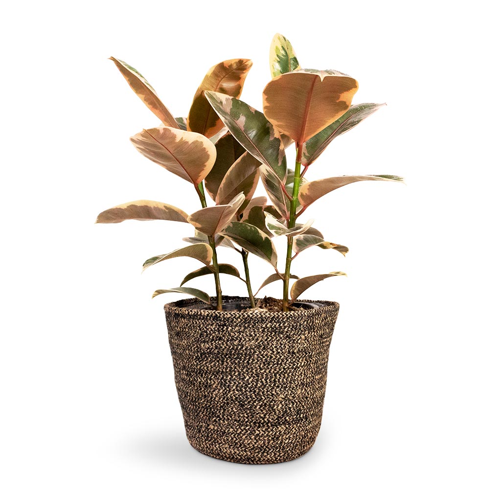 Ficus elastica Belize - Rubber Plant Houseplant & Selin Plant Basket - Black Weave
