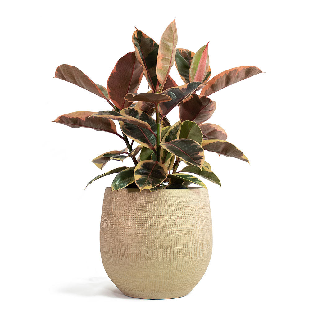 Ficus elastica Belize Rubber Plant with Ryan Plant Pot Sand Gold