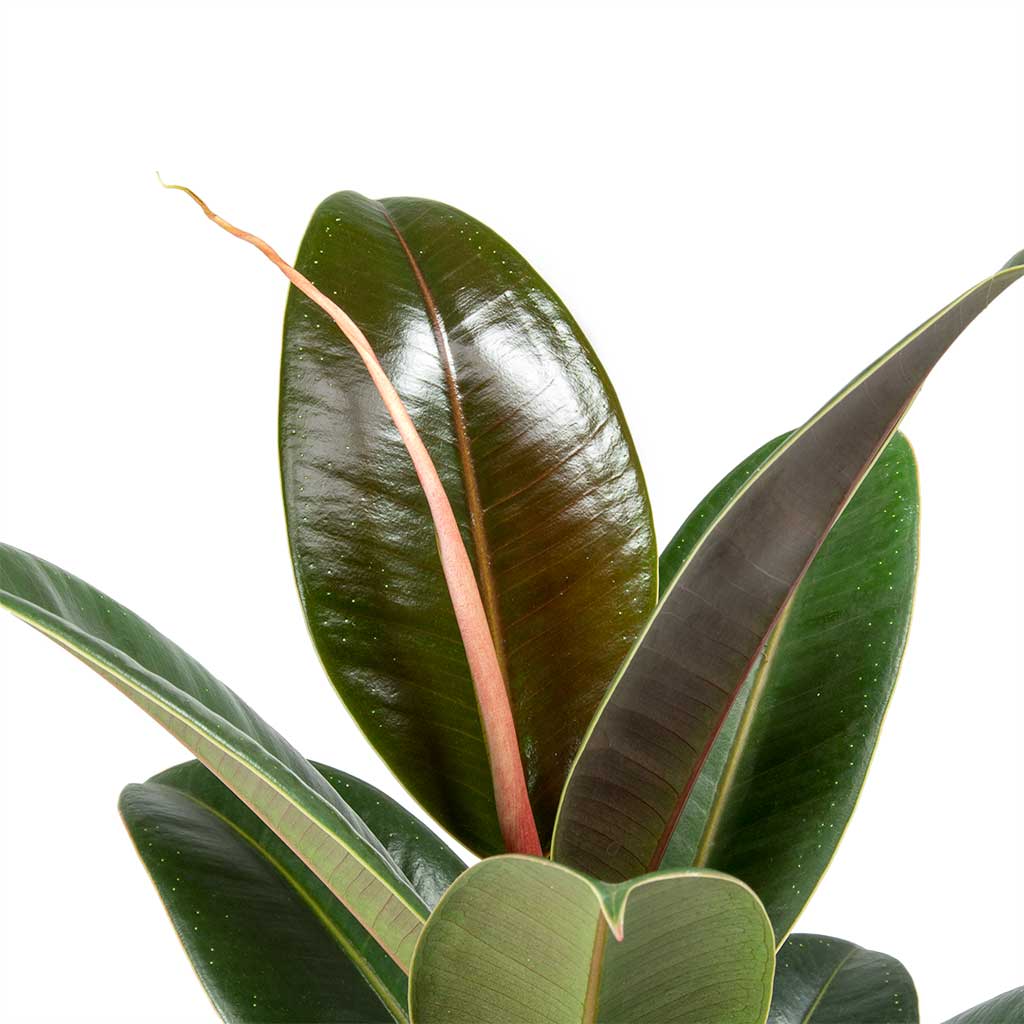 Ficus elastica Melany - 19x55cm In Beatrice pot White - 24x24cm