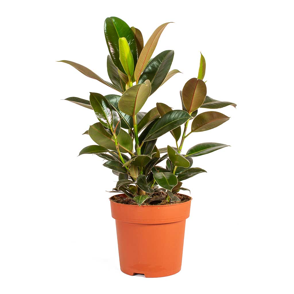 Ficus elastica Melany Rubber Plant Medium