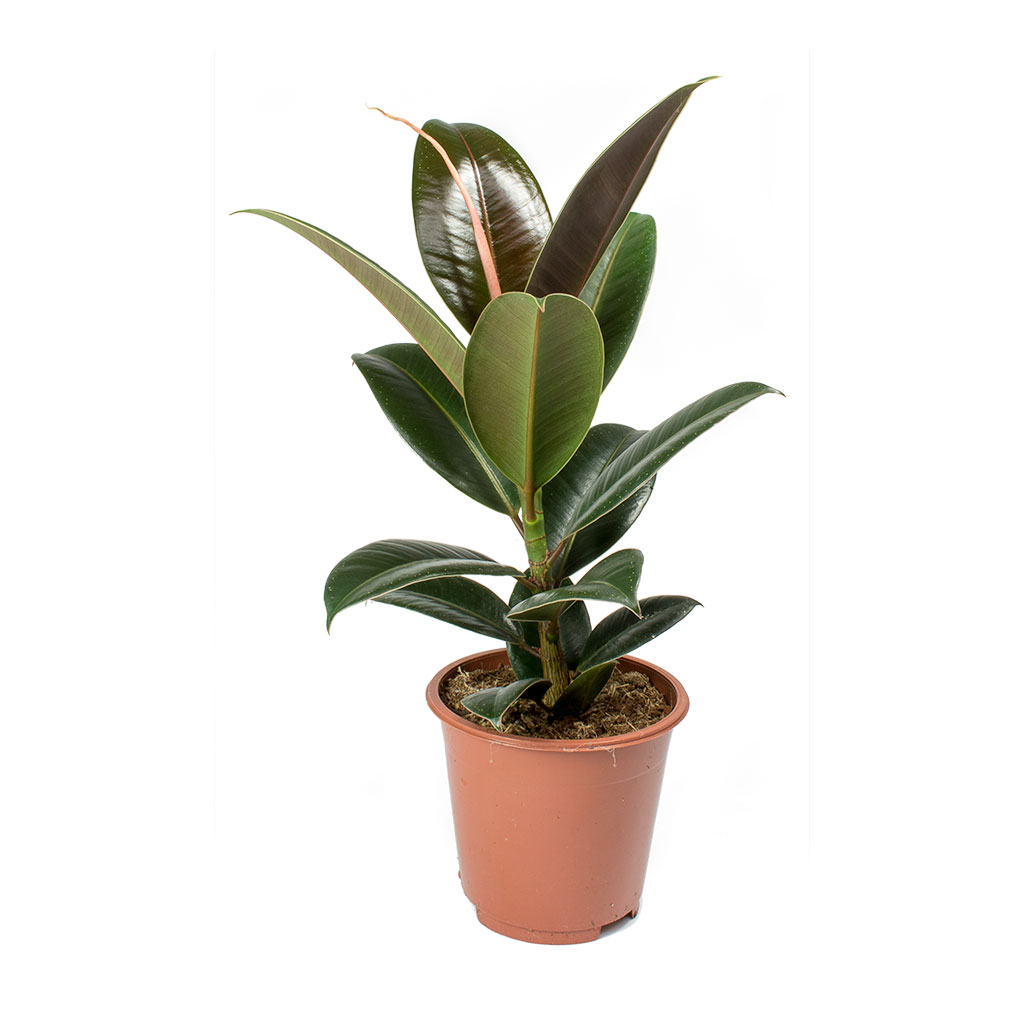 Ficus elastica Melany - Rubber Plant
