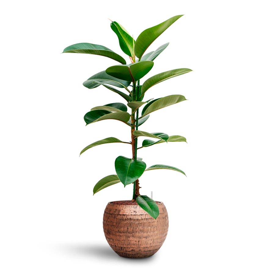 Opus Hammered Globe Planter - Gold & Rubber Plant