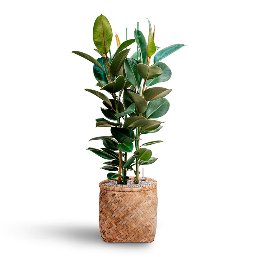 Zayn Bamboo Planter & Rubber Plant