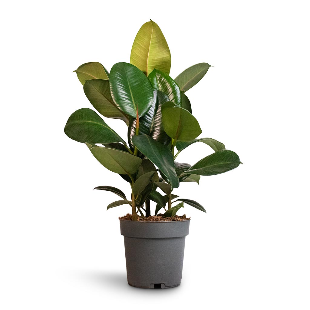 Ficus elastica Robusta - Rubber Plant - 19 x 70cm