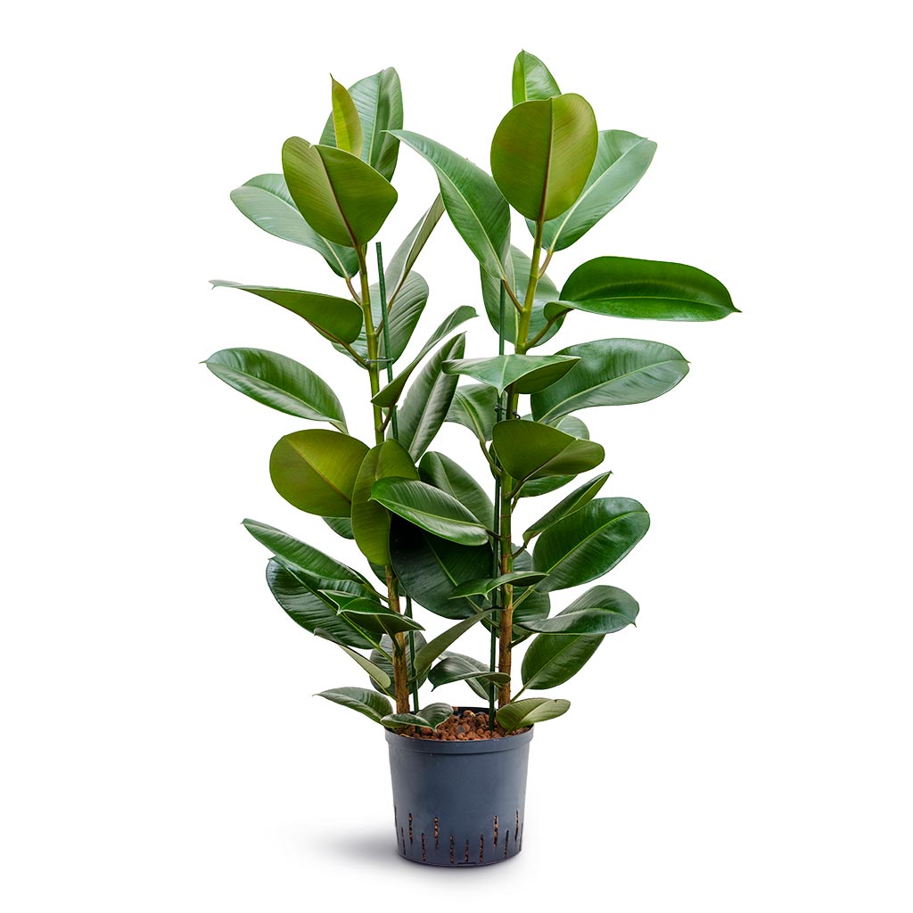 Ficus elastica Robusta - Rubber Plant - Hydroculture - 22/19 x 100cm (2 stem)